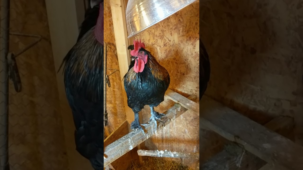 Smokey the French/American Maran Rooster