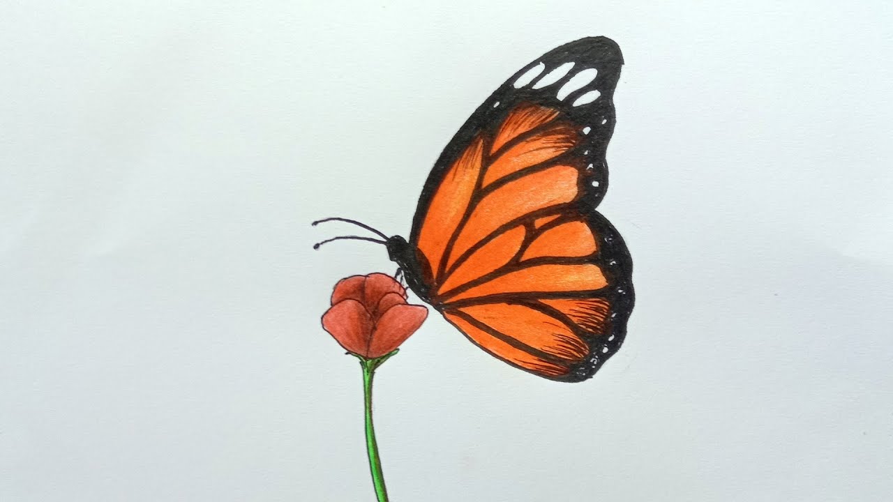 Cara Menggambar Kupu-Kupu yang Cantik