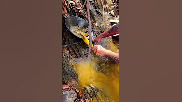 VA Gold Prospecting #goldprospecting #goldnugget #goldpanning #findinggold #oro #gold #goldrush #au