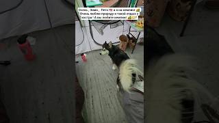 США кемпинг на природе #жизньвсша #shorts #usa #husky