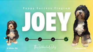 Joey’s 5 Week Puppy Success Program  Before and After Transformation‼