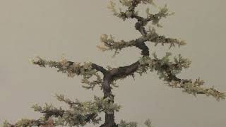 Lesson from a Dead Juniper Bonsai