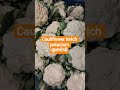vit a vit k potacium fiber##ihavethisthingwithplants digestion heartantitoxin #lifeisbutadream
