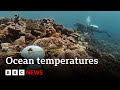 Oceans suffer from recordbreaking year of heat amid climate change  bbc news