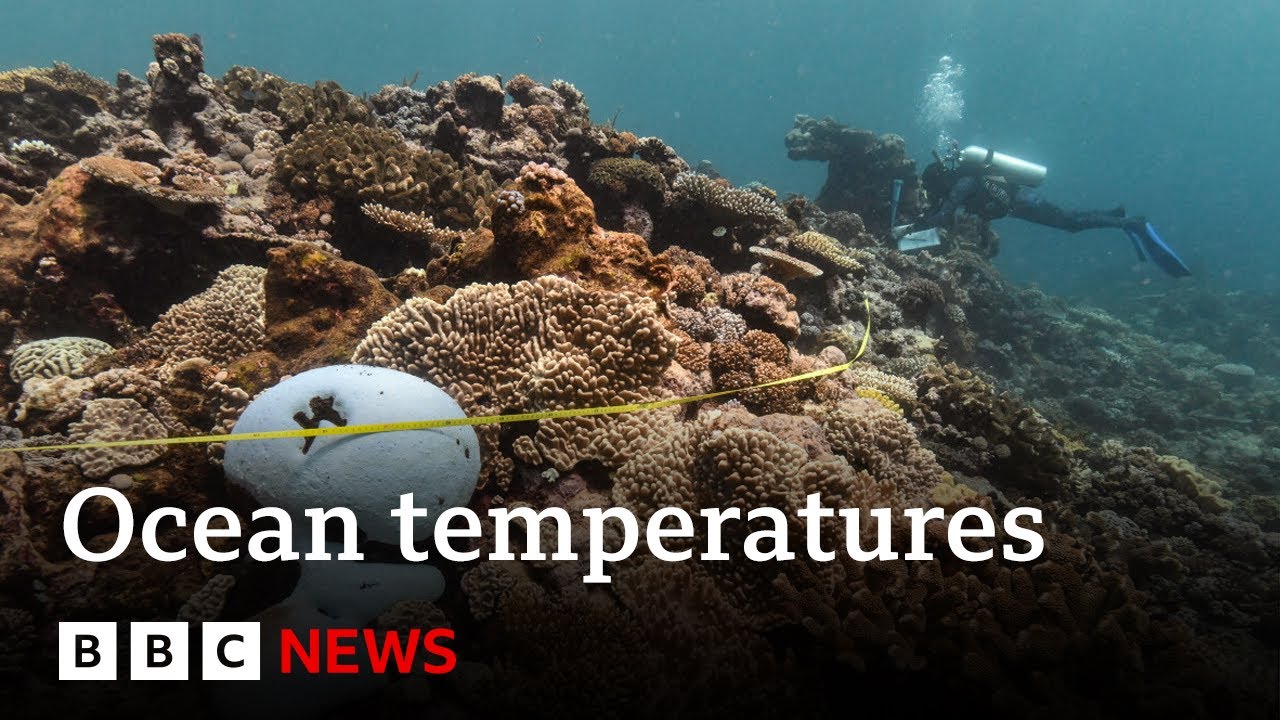 Oceans suffer record hot year amid climate change |  BBC News