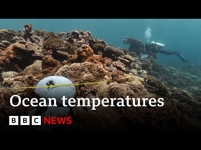 Oceans suffer from record-breaking year of heat amid climate change | BBC News