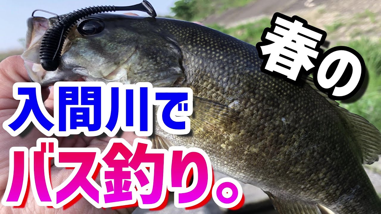 バス釣り 春の入間川でスモールマウスバス ワームのドリフトが釣れる Youtube