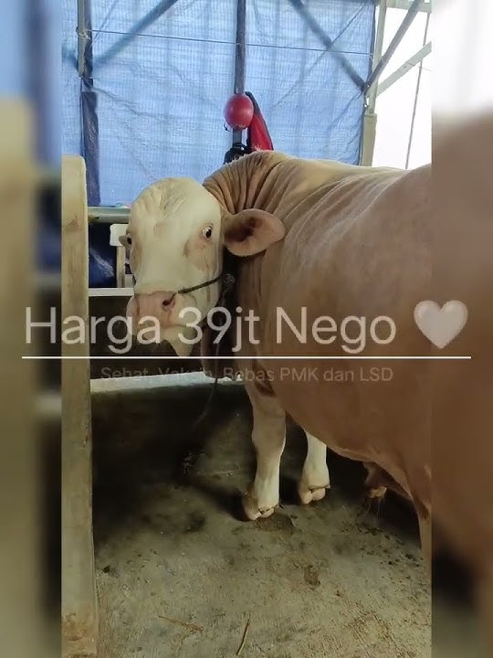 SAPI QURBAN BANDUNG - SIMENTAL MARLBORO | SJM FARM