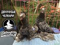 ДВУХЧУБЫЕ ЧЕЛКАРИ /  МРАМОРНЫЕ ГОЛУБИ / PIGEONS / TAUBE