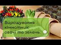 Золоті правила кімнатного вирощування овочів та зелені. Розіграш насіння кімнатних