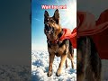 Is it a Bird? No, it’s Superdog! 🦸‍♂️🐶 #SuperHero #DogLovers #ActionShorts #Epic