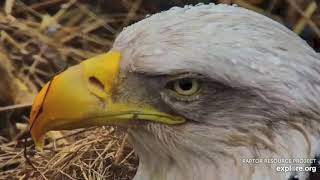 Decorah Bald Eagles - Watching Mum Decorah and Embryo Development. 3 April 2020 screenshot 5