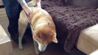 Negative shiba inu Kiyoshi by Alice 2,690 views 7 years ago 31 seconds