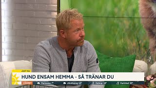 Hund ensam hemma – Så tränar du  Nyhetsmorgon (TV4)