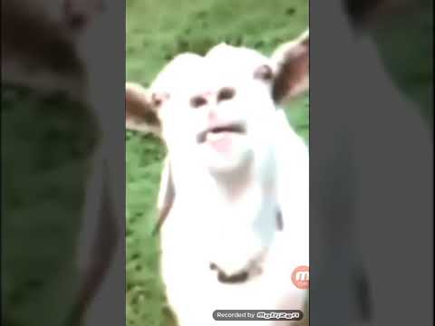 ههههههه لما بكون متغاظه من حدا ويعدي من قدامي