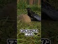カラスの賢いセルフメディケーション #ゆっくり解説 #anting #蟻酸#アンチング#鳥#動物行動学
