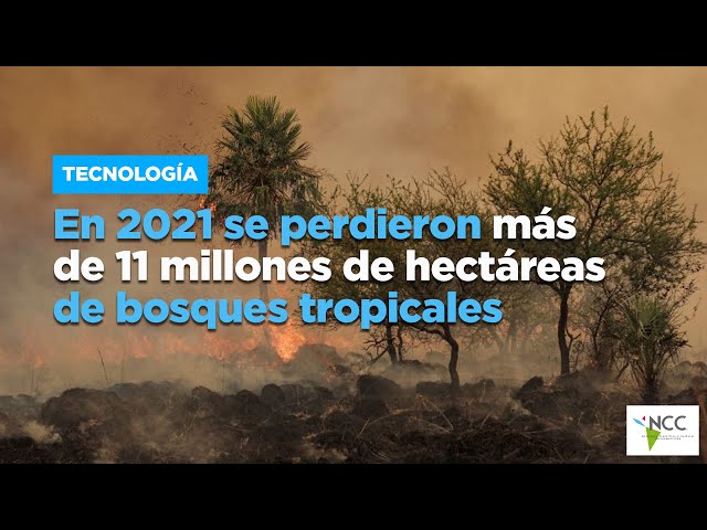 En 2021 se perdieron más de 11 millones de hectáreas de bosques tropicales