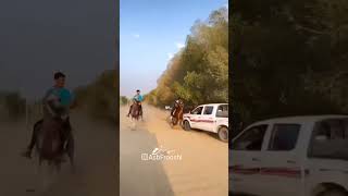 😱 That was so close. #arabian_horses #Dangerous_riding