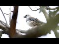 Spotted Quail-thrush calling.