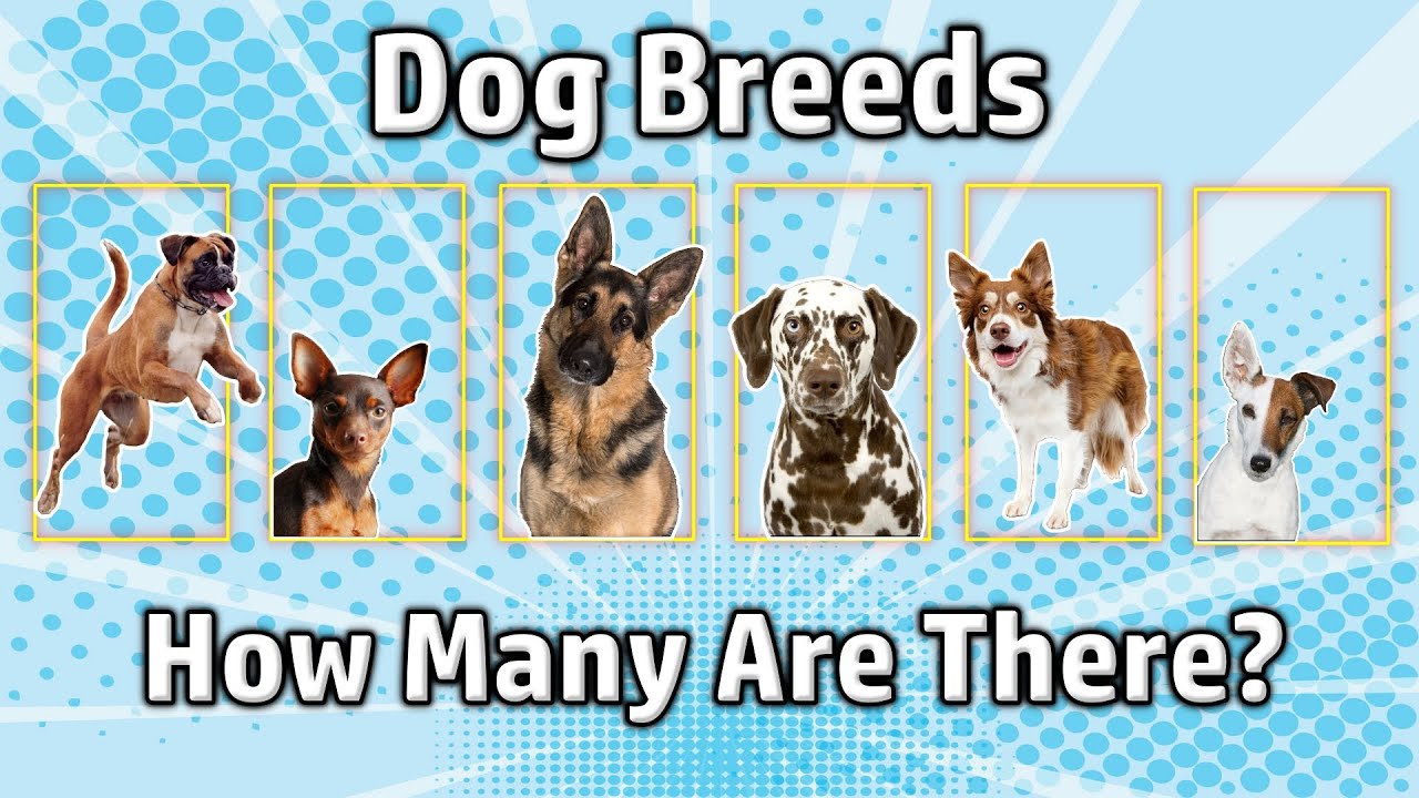 How Many Dog Breeds Are There In The World? YouTube