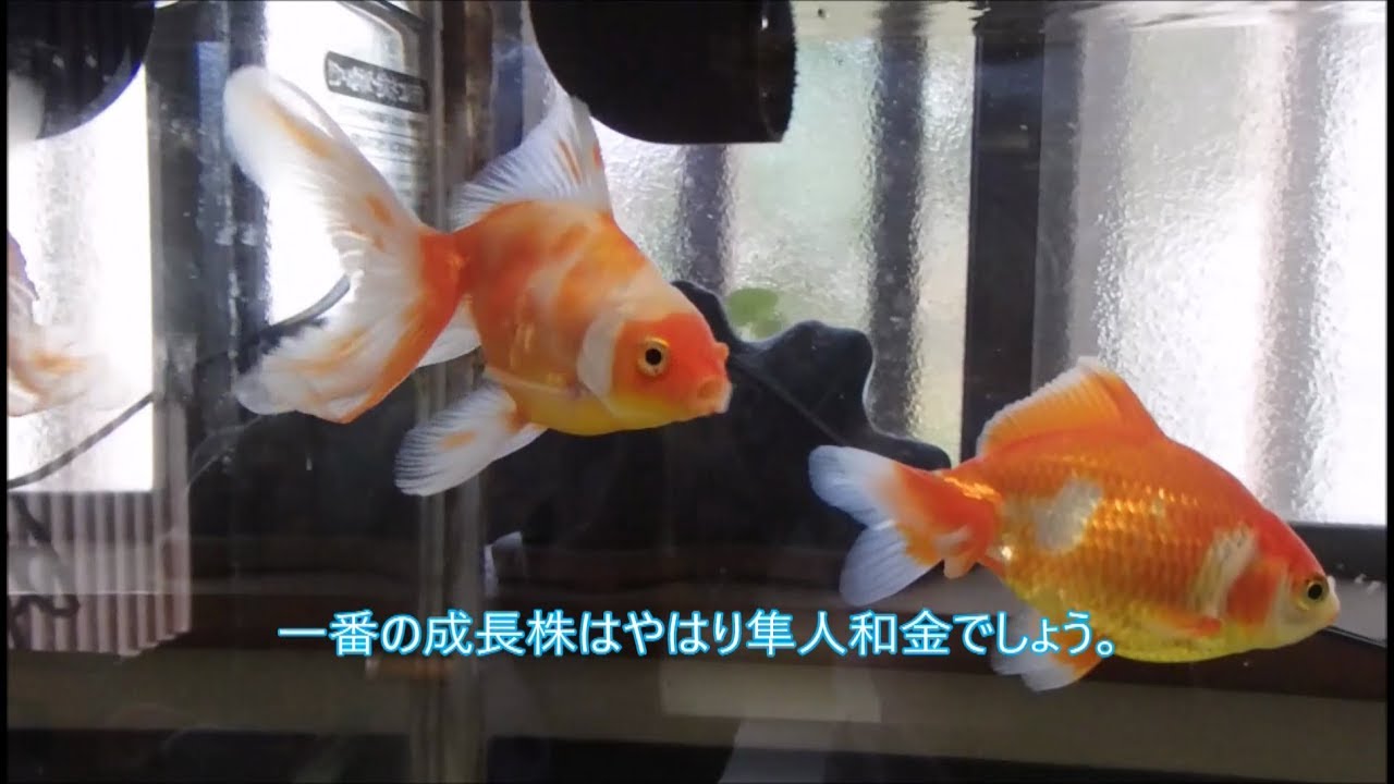 導入した金魚に初めての餌やり Youtube 導入した金魚に初めての餌やり Youtube