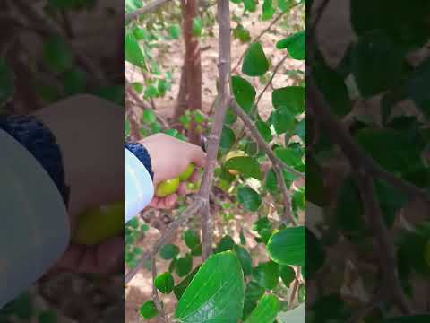 أفضل اصناف السدر