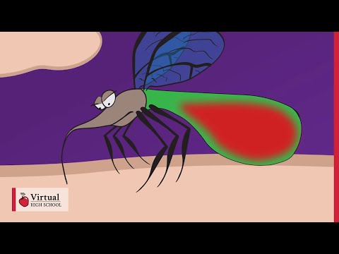 Video: Wildlife: why do mosquitoes drink blood and why do they die?