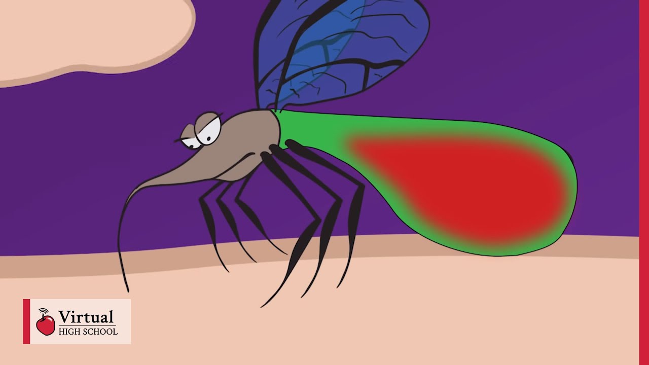 Mechanism of a Mosquito Bite - YouTube