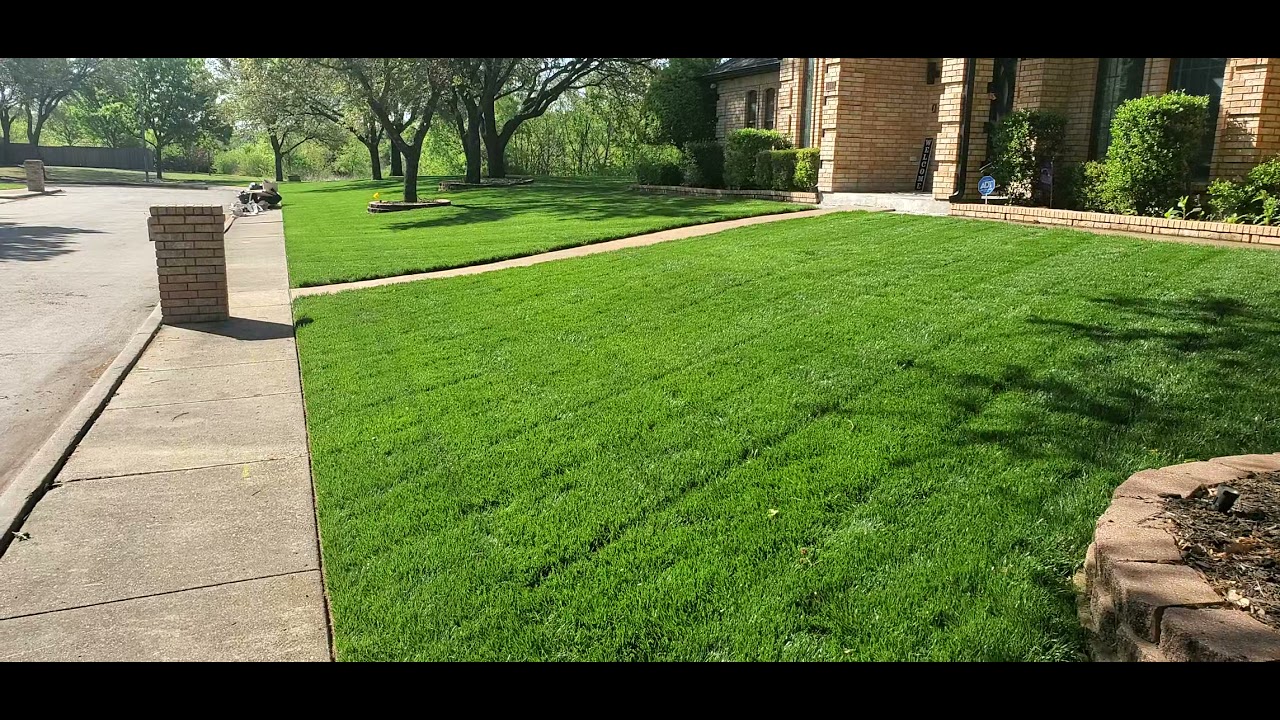 Turf type tall fescue in North Texas update YouTube