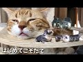 実は生まれたのは子猫だけではありませんでした