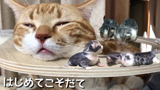 実は生まれたのは子猫だけではありませんでした