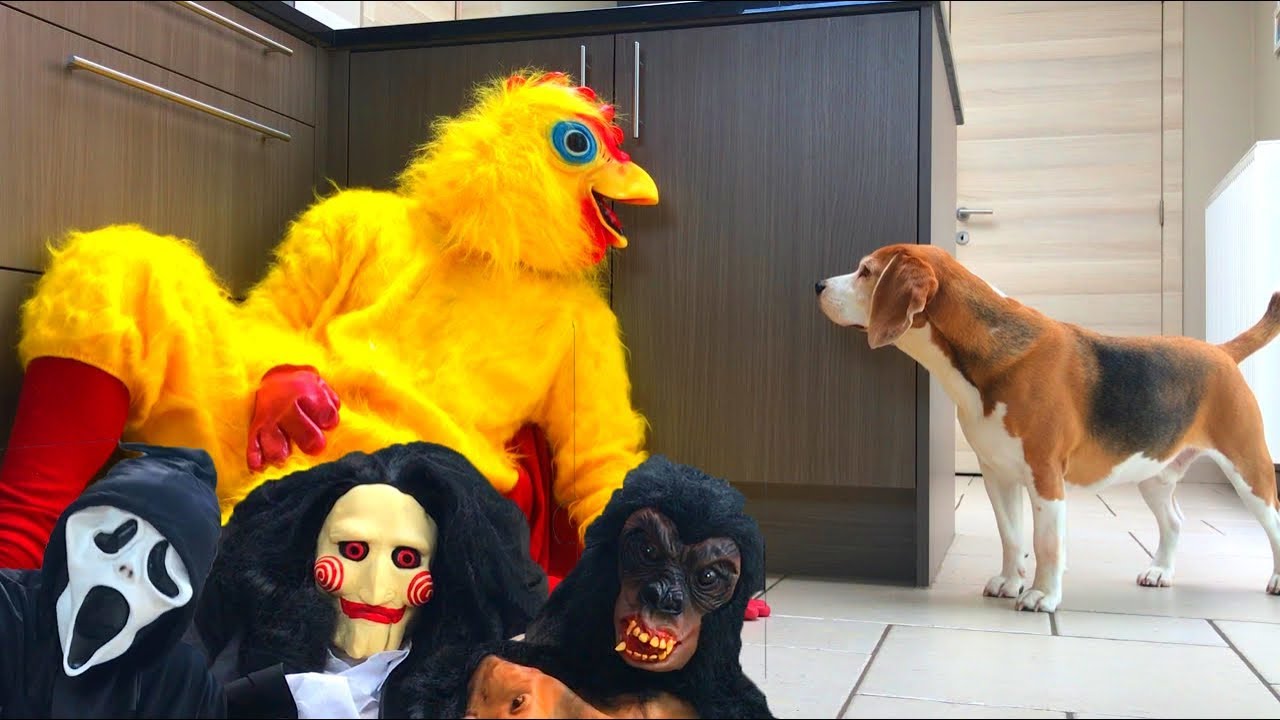 Funny Dogs Get Pranked with Scary and Funny Halloween Costumes!