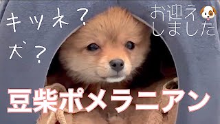 ポメ柴お迎えしました【豆柴×ポメラニアン】