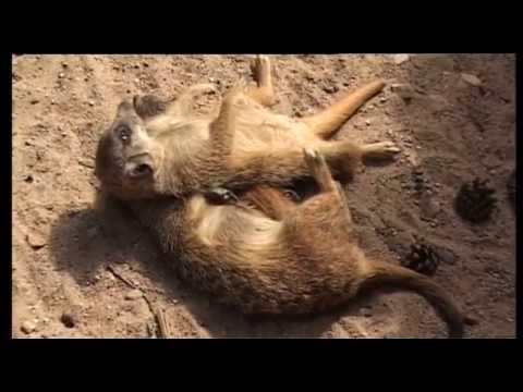 Video: Burvīgi Mazi Dzīvnieki: Tarsier
