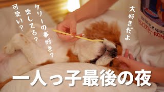 ‍【保護犬ちゃんお迎え前日】パパとママの愛情を約10年間独占してきたキャバリアが嫌々承諾してくれた一人っ子最後の夜。みんなで円陣「エイエイオー」