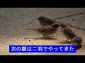 スズメの雛が生まれた!令和8年5月9日