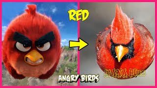 Angry Birds 2 and 1 IN REAL LIFE 💥 All Characters 👉@WANA Plus