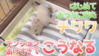 【very cute】Chihuahua came to my home for the first time!At first nervous...  [Chihuahua in Noah #2]