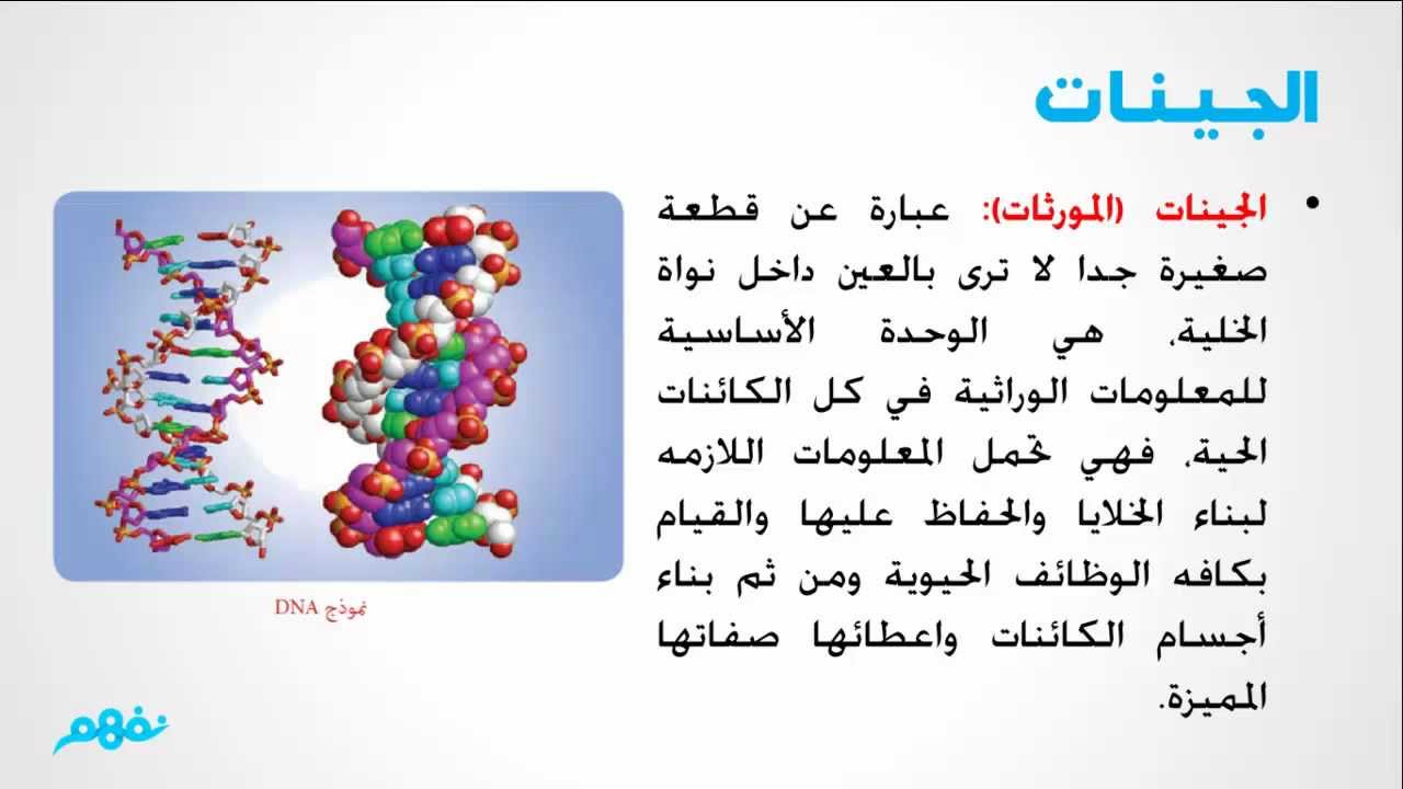 ماذا يعني مفهوم تعدد المجموعة الكروموسومية