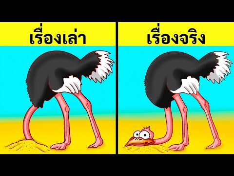 วีดีโอ: ทำไมนกกระจอกเทศจึงซ่อนหัวไว้ในทราย