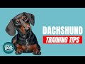 How to train your dachshund  best dachshund puppy training tips