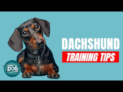 Video: Hvordan trene en dachs?