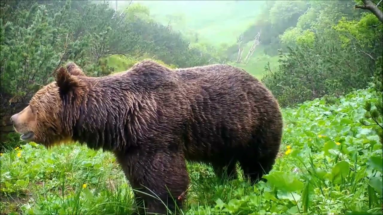 Velká Fatra - hřebenovka