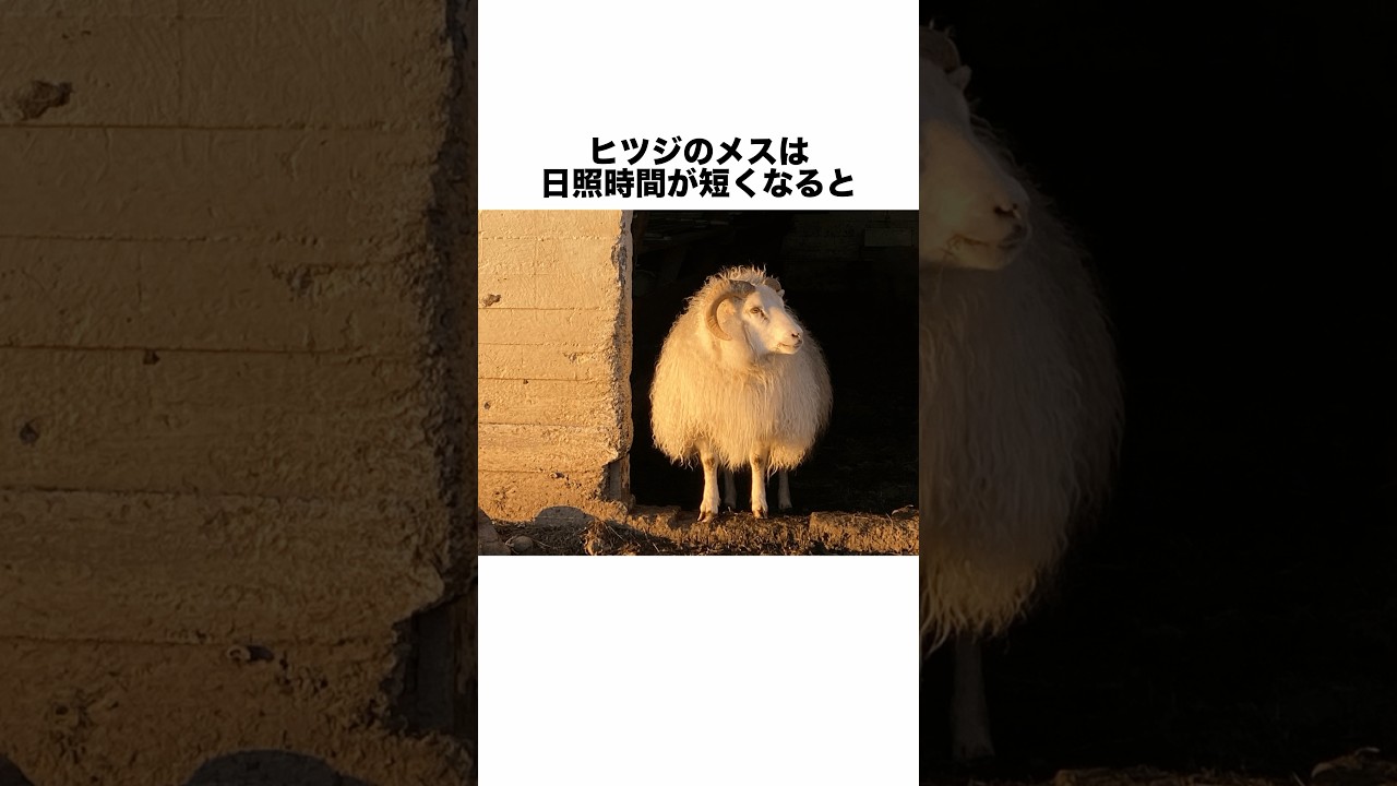 ヒツジに関する面白い豆知識
