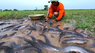 amazing fishing! catch a lot of catfish under grass at field catch by hand a fisherman, best fishing