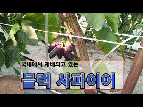 국내에서 블랙사파이어 키우기