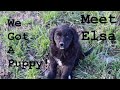 WE GOT A PUPPY! ~Meet Elsa~ |Myia Equestrian|