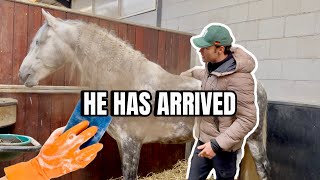 MY NEW SALES HORSE ARRIVES