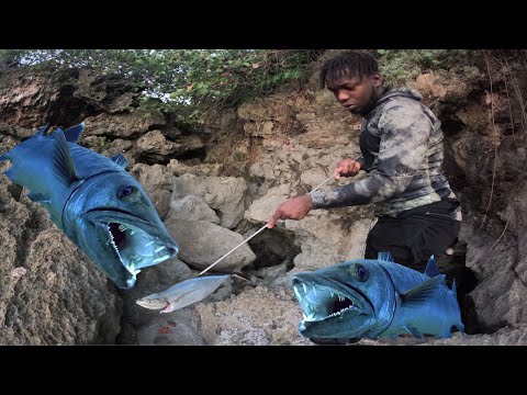 Barracuda Trying To Eat A Fish Off My Spear Guess What Happened ? / Big Catch Today