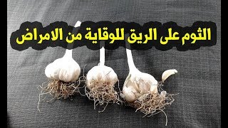 فوائد بلع فص من الثوم على الريق للنساء والجسم والبشرة !!!